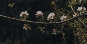 The Role of Color in Enhancing the Appeal of Your Dishes