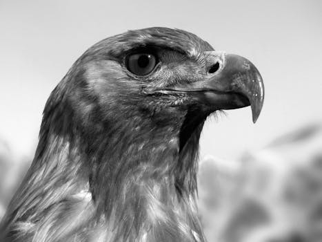 Creating a Powerful LinkedIn Profile to Attract Opportunities